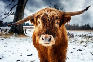 Bulls stvarno mrzi crveno? Bulls stvarno mrzi crveno?